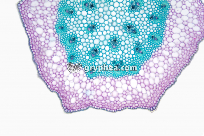 Tige de Ruscus (Petit Houx) x25 - gryphea.com